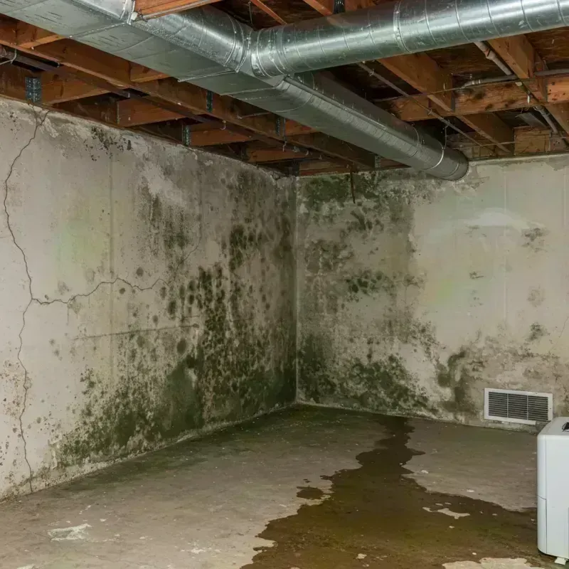 Professional Mold Removal in Colchester, CT